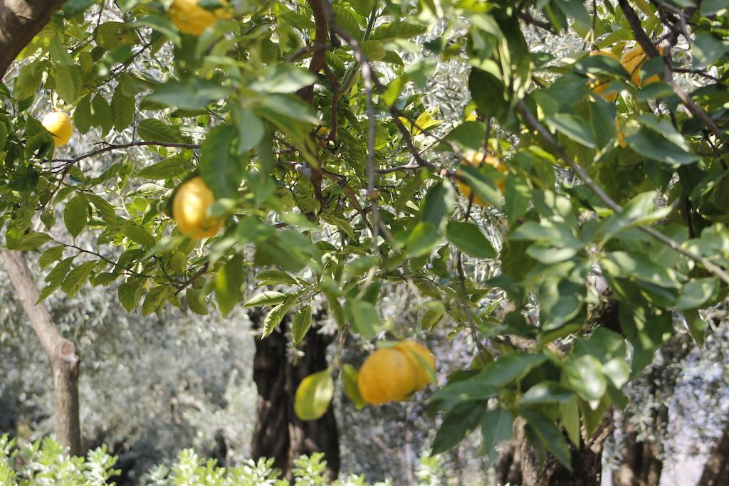 Ancelle Sorrento - Casa D'Accoglienza Hotel Castellammare di Stabia Eksteriør billede