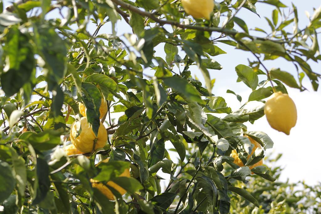 Ancelle Sorrento - Casa D'Accoglienza Hotel Castellammare di Stabia Eksteriør billede